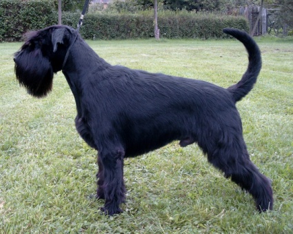 Zamiro-17monate1.jpg